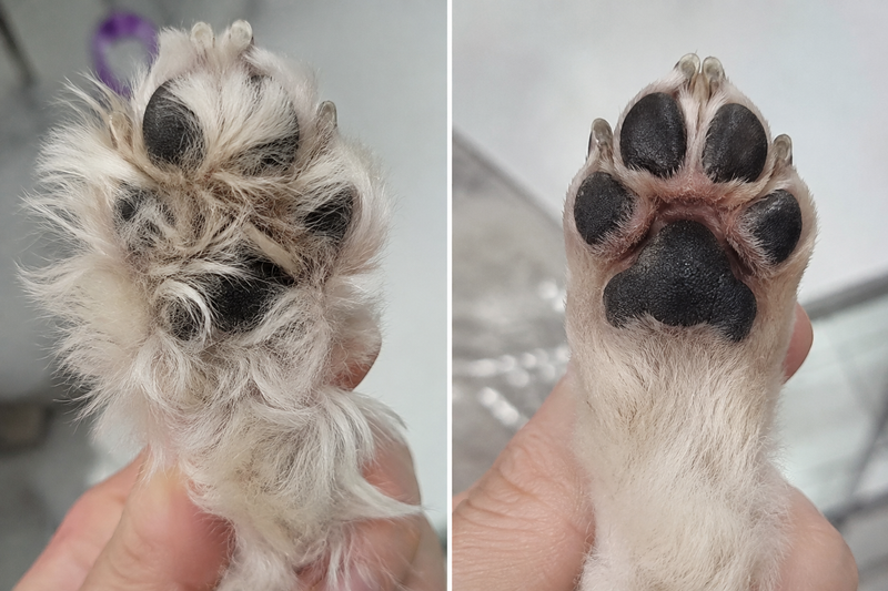 Máquina de Tosa para Patas, Orelhas e Olhos — Cães e Gatos